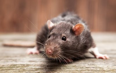 Comment se débarrasser rapidement des rats ?